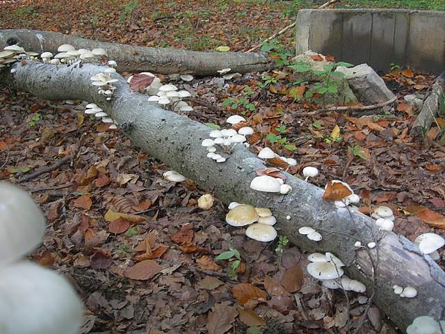 Escursione  madre  2008